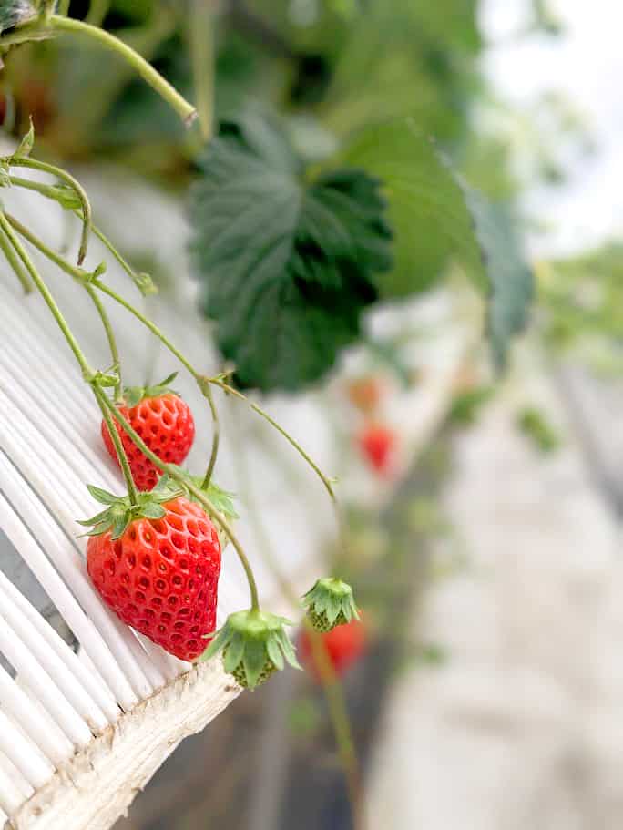 紅ほっぺのいちご